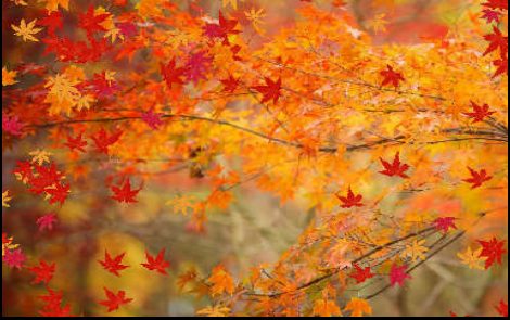Arce en Otoño