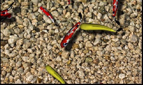 Koi en la Orilla